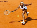 Wallpapers Venus Williams